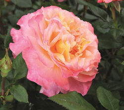 Роза чайно-гибридная Августа Луиза Германия абрикосово-розовый bn